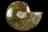 Polished Ammonite (Cleoniceras) Fossil - Madagascar #127226-1